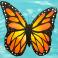 Big Butterflies  (choose your own colors)