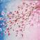 Cherry Blossoms 