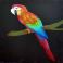 Parrot