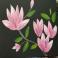 Magnolia Blooms (Kinder Ok)